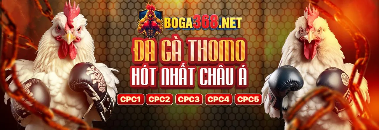 Sân đấu đá gà trực tuyến sôi động tại 888b.com